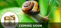 Snail Mucin (Exclusive Formula)
